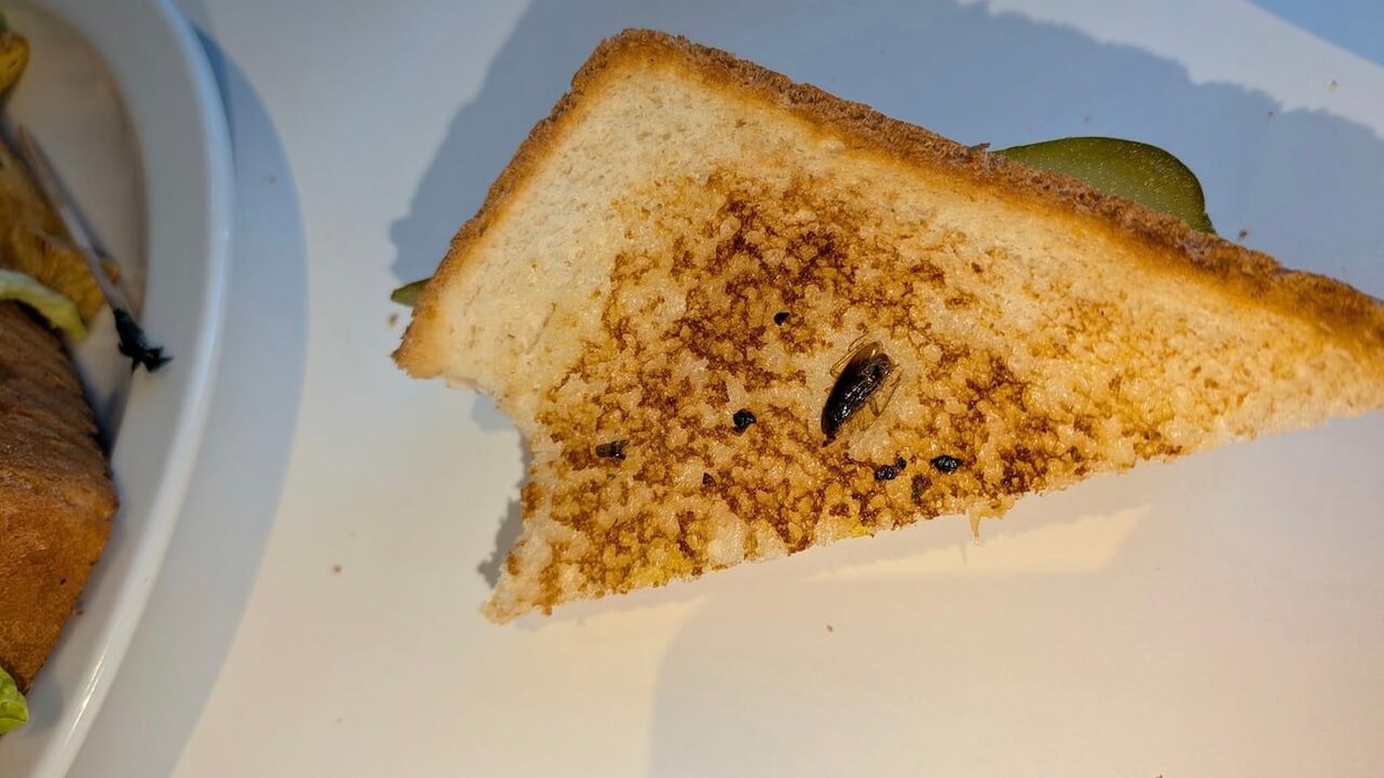 Une cliente retrouve un insecte dans son sandwich : un restaurant perd son permis