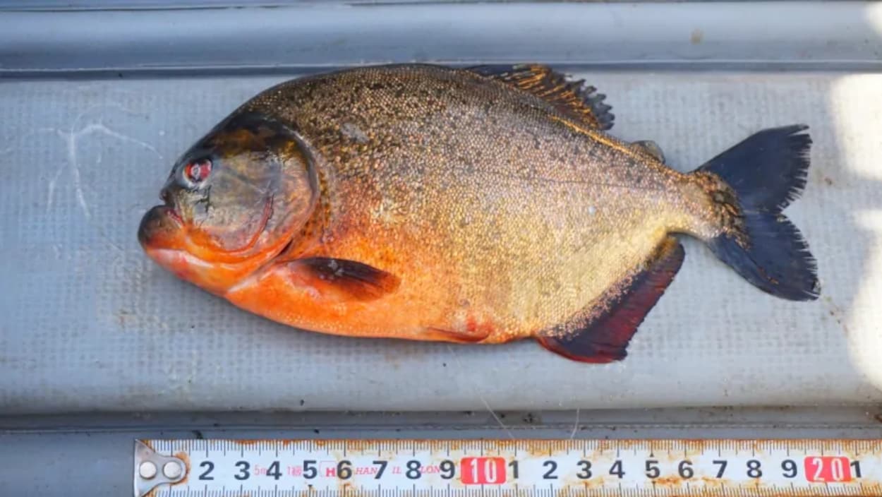 Un piranha sorti de l'eau et déposé à côté d'une règle à mesurer.