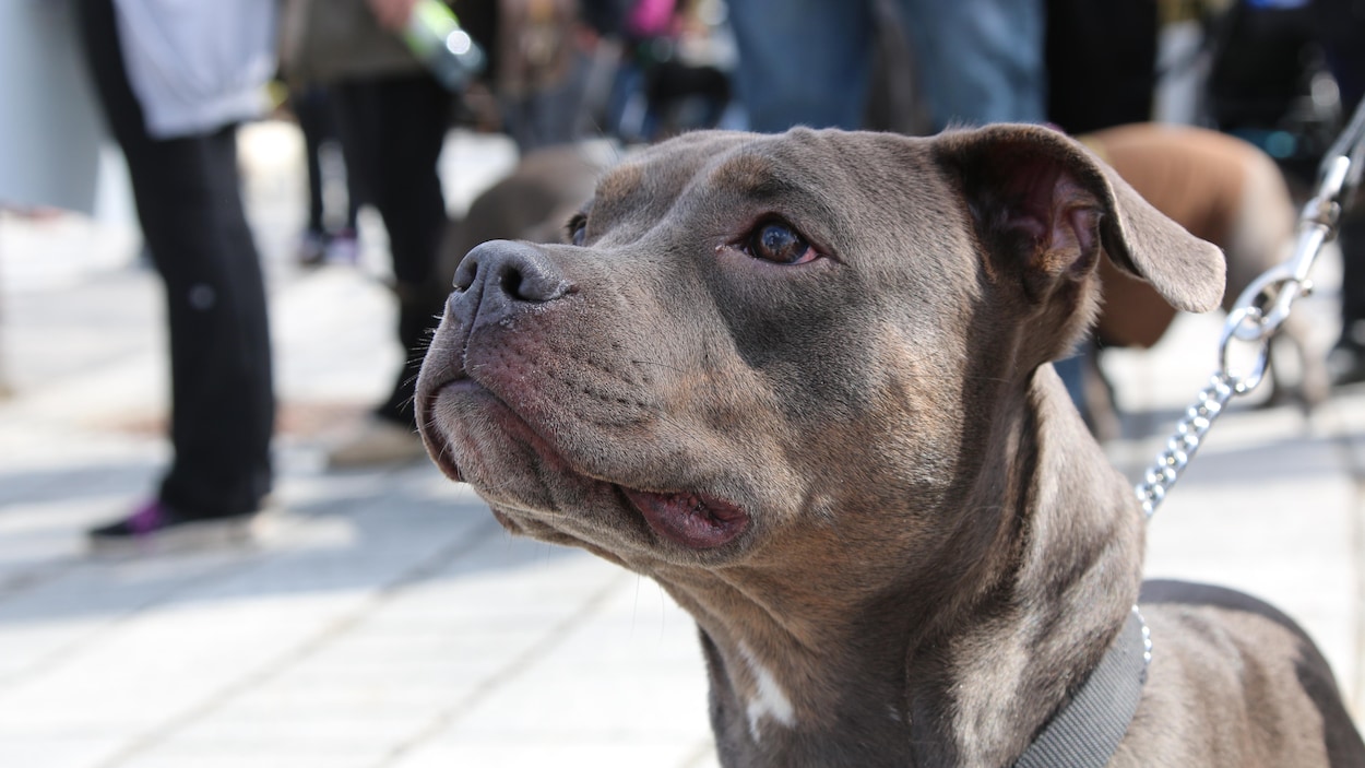 Montréal Suspend Son Règlement Contre Les Pitbulls Radio