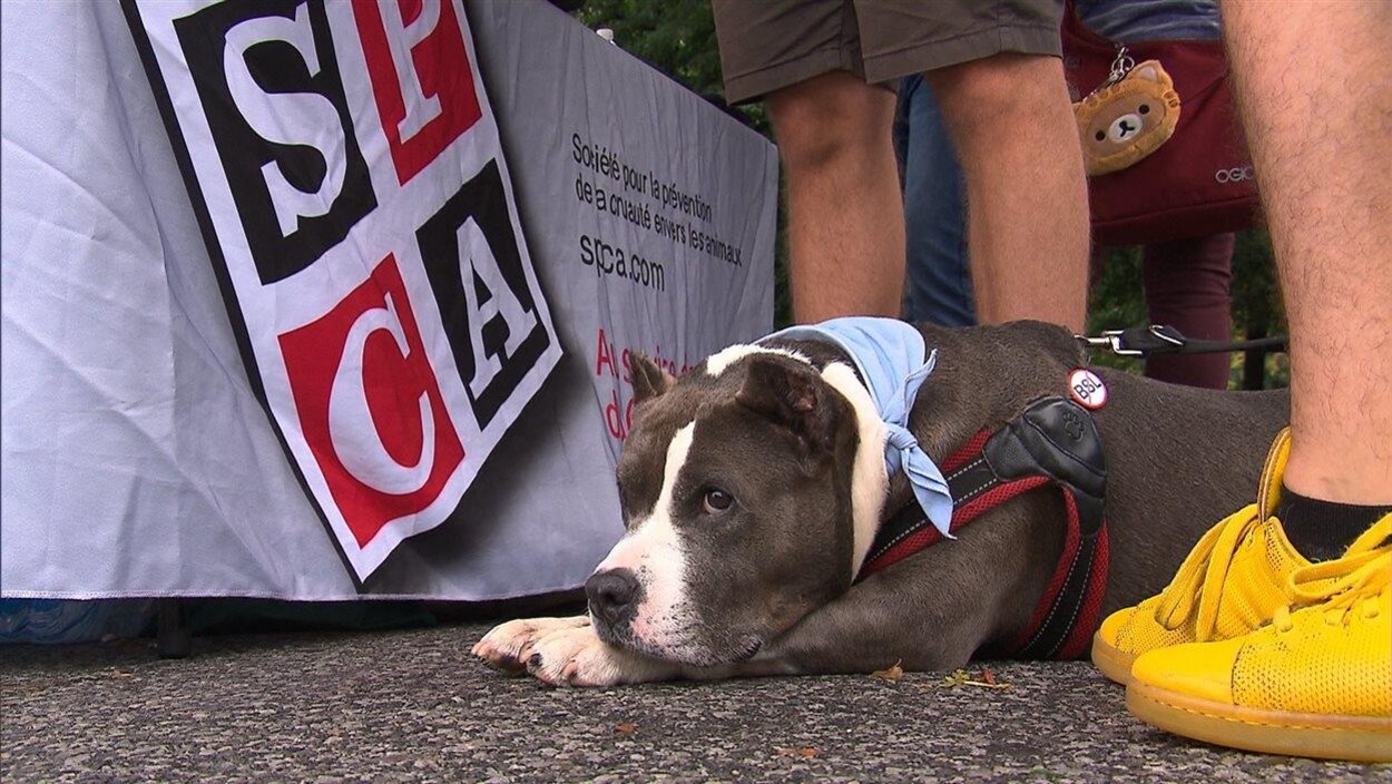 La SPCA s'oppose à l'interdiction des pitbulls.