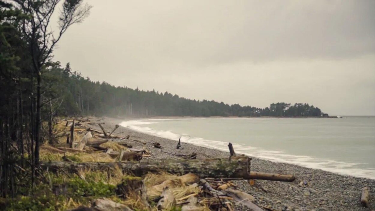 Plage de roches bordée par les arbres sur l'archipel Haida Gwaii