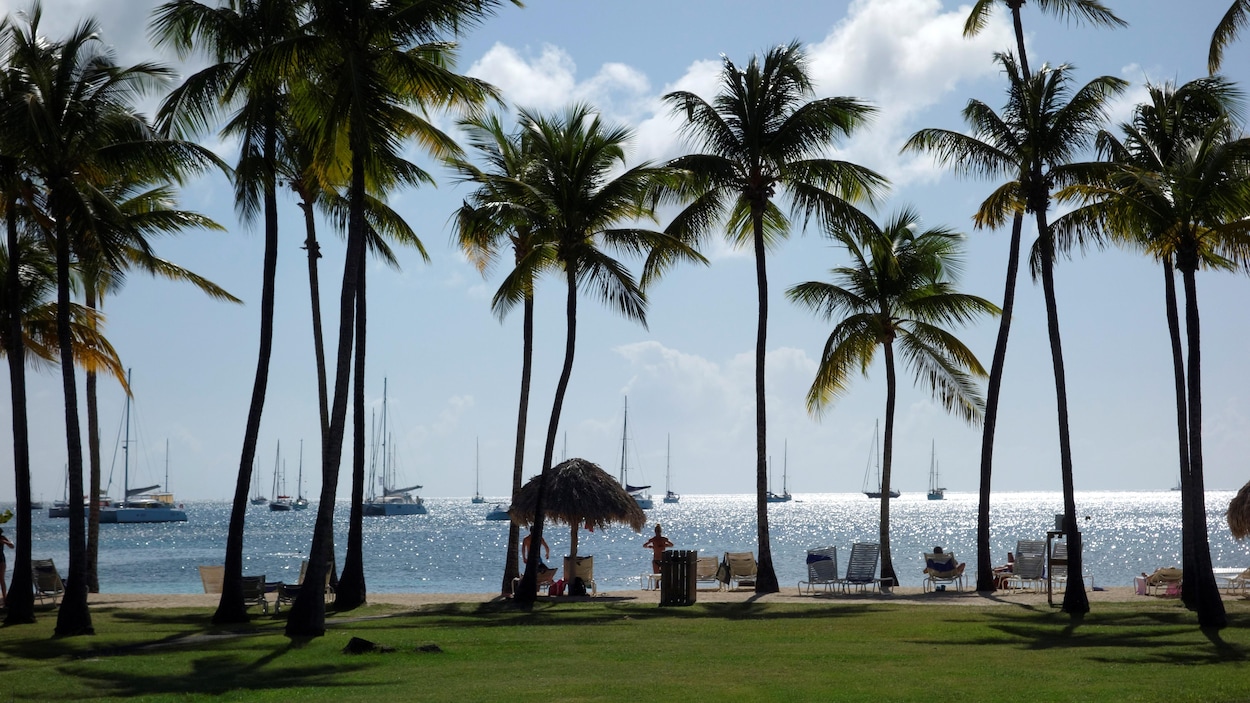 Des palmiers surplombent une plage ensoleillée.