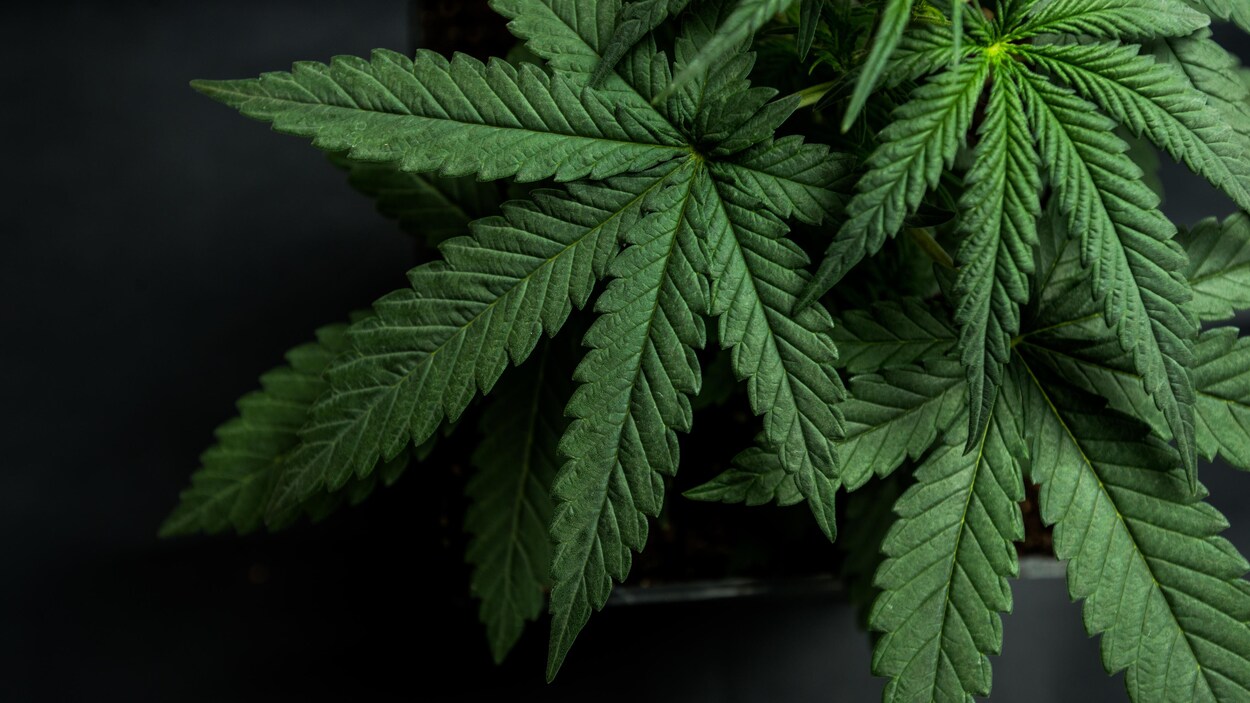 Une feuille de cannabis. Une feuille de cannabis.