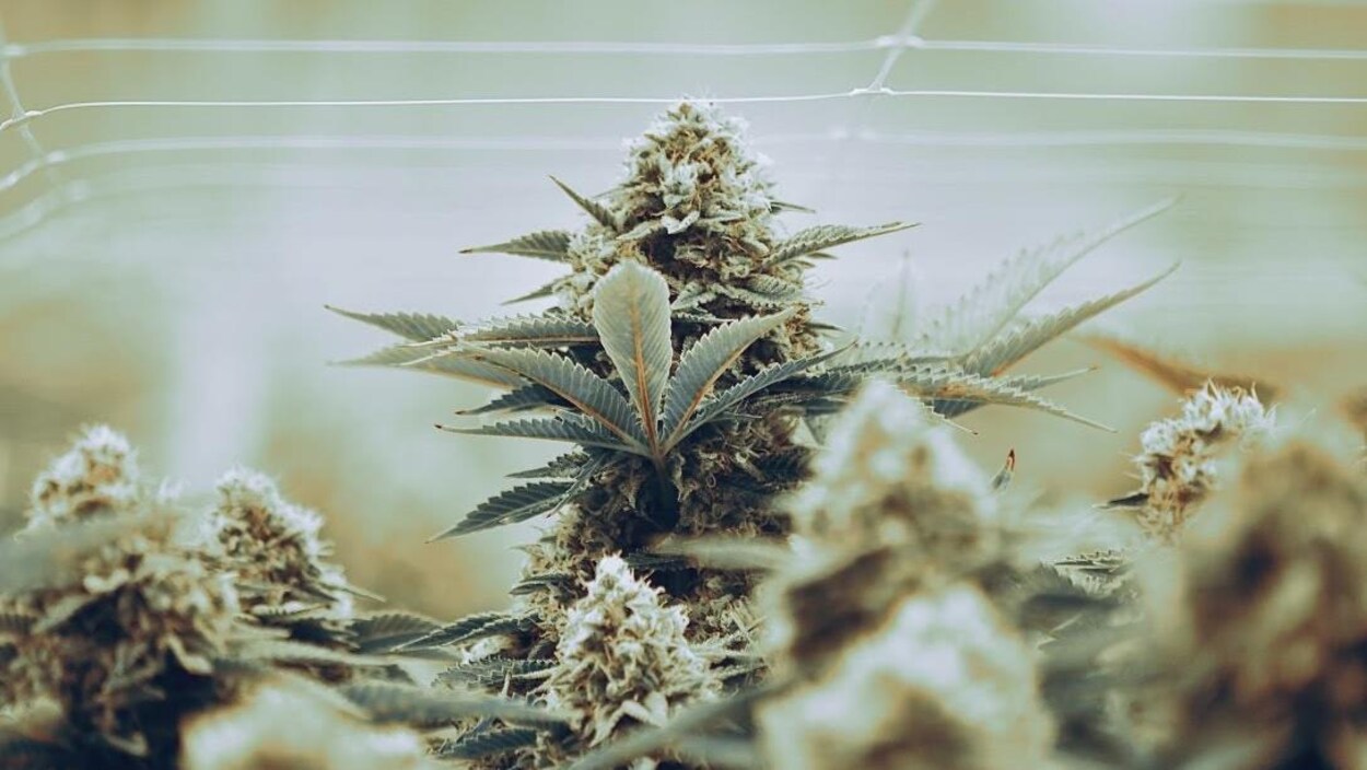 Des plants de cannabis cultivés légalement par l'entreprise Zenabis au Nouveau-Brunswick.