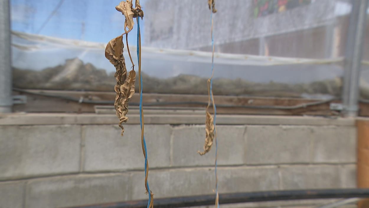 Jay alvarrez coconut oil porn video the lady is a youthful