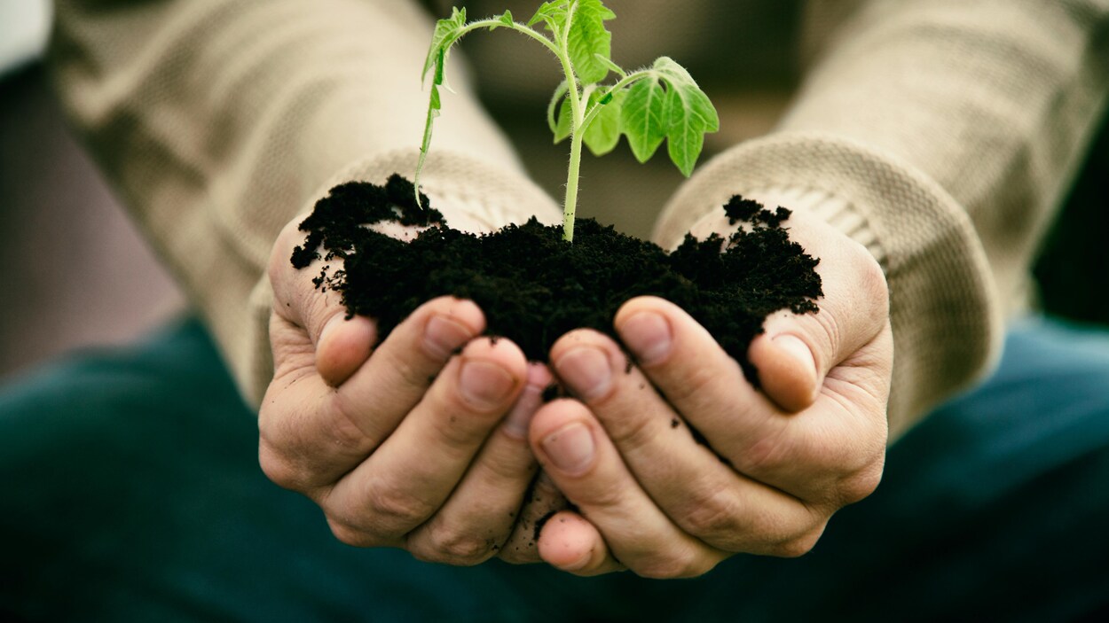 Un gros plan sur les mains d'une personne qui tient une pousse d'arbre entre ses mains avec de la terre.