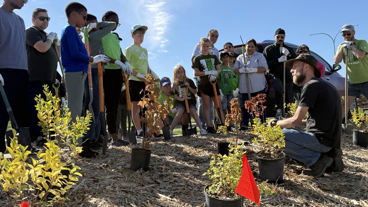 Des arbres et arbustes indigènes plantés à Saskatoon