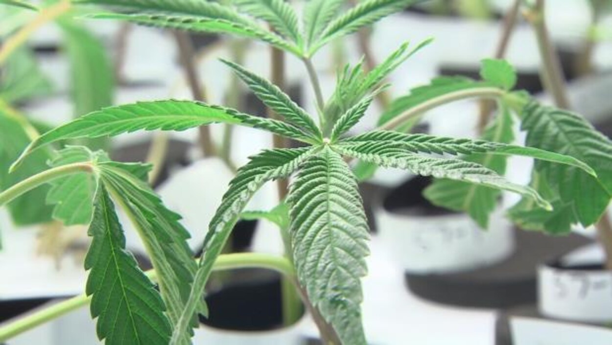 Feuilles de cannabis Feuilles de cannabis