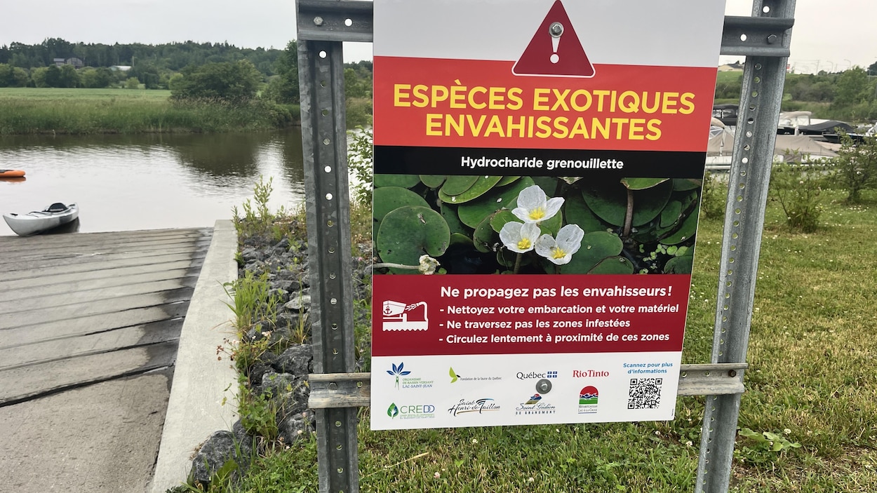 Deuxième opération d’arrachage d’une plante envahissante à Saint-Henri-de-Taillon