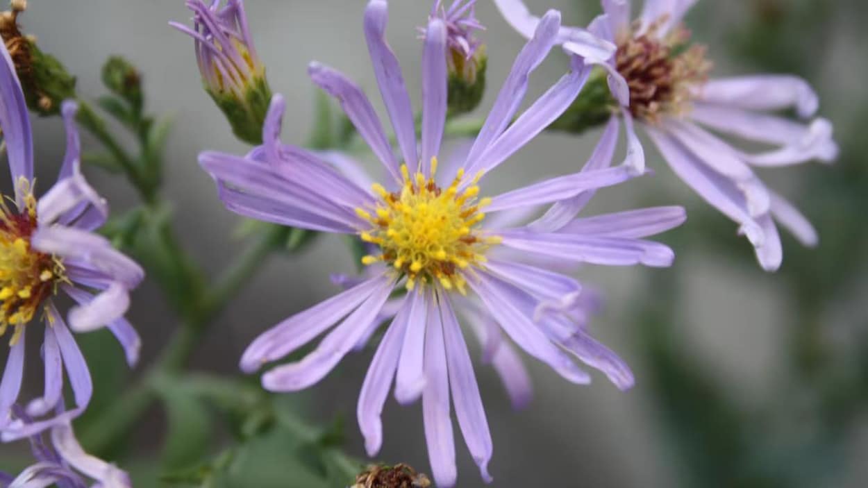 Un groupe donne des plantes indigènes aux habitants de Calgary