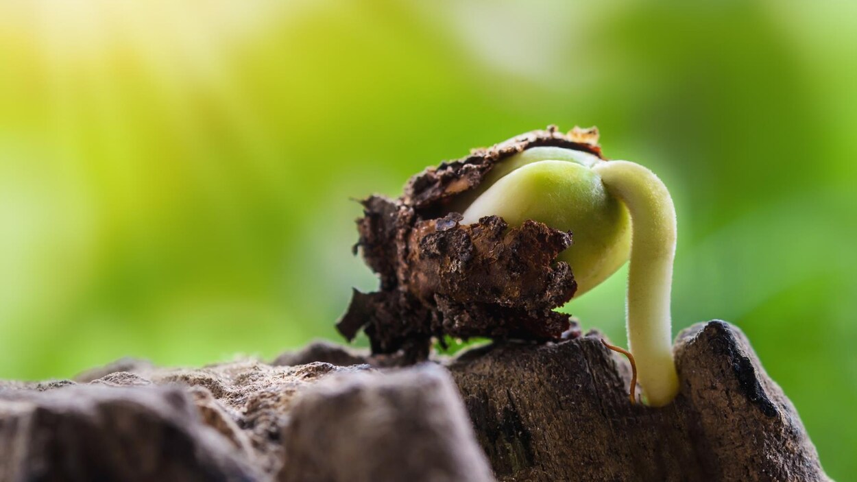 Une jeune plante se développe à partir de sa graine.
