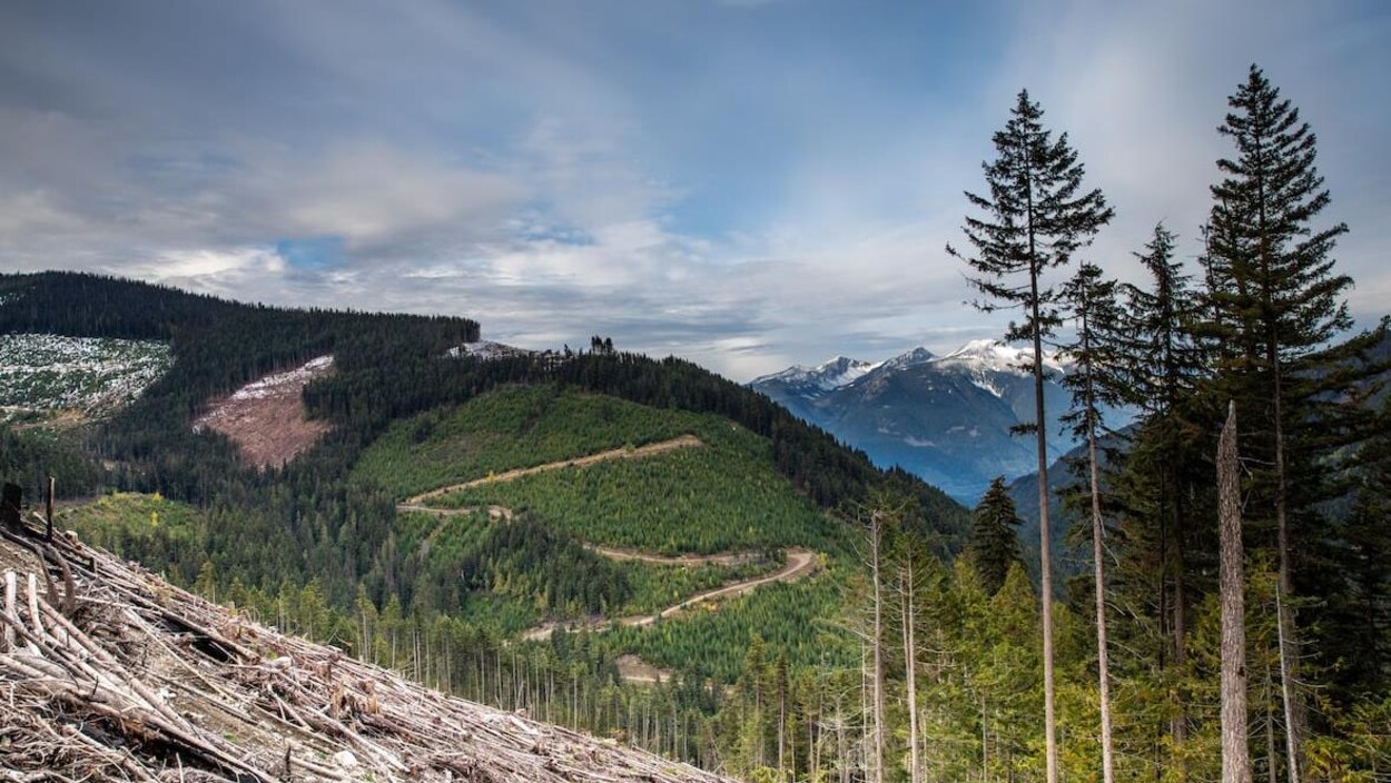 Des arbres, certains plus jeunes que d'autres, à flancs de montagne. En arrière-plan, des pics enneigés.