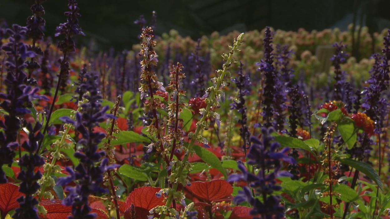 Photo générique de plantes et de fleurs à Québec Photo générique de plantes et de fleurs à Québec