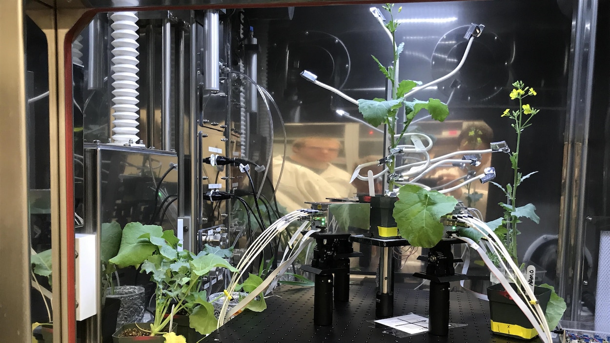Le nouvel outil permet de voir la progression des plantes grâce à un système d'imagerie. Le nouvel outil permet de voir la progression des plantes grâce à un système d'imagerie.
