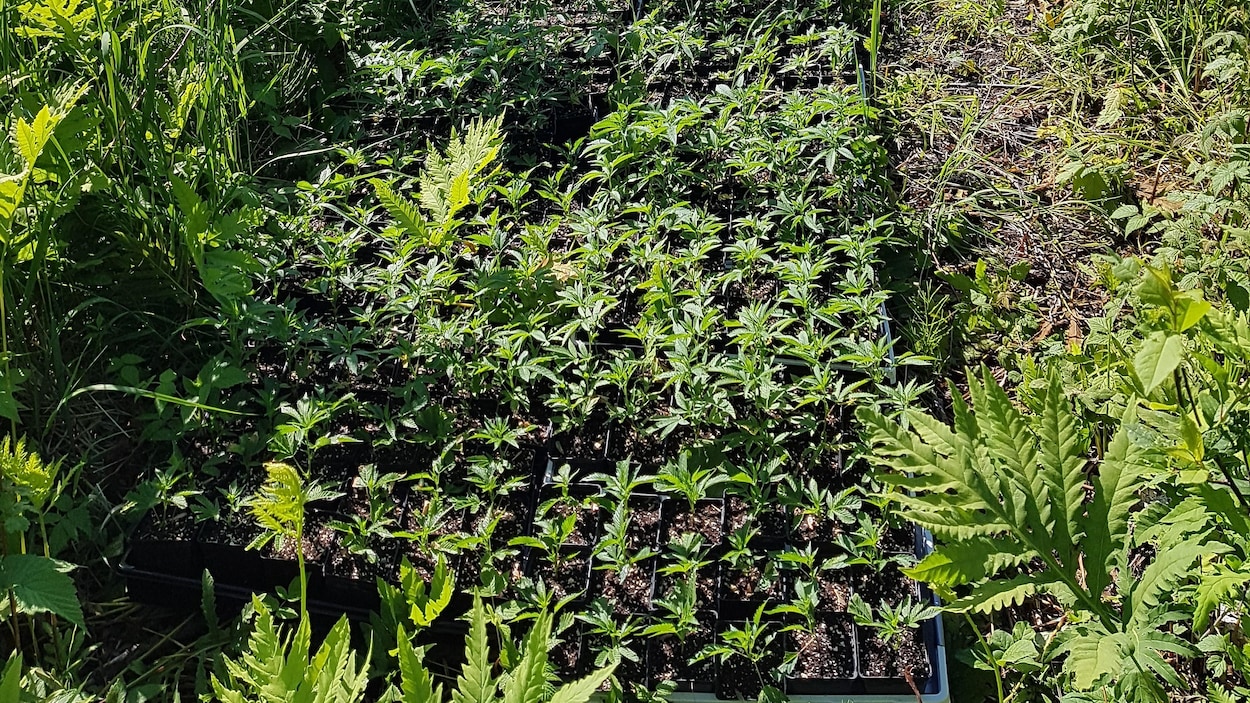 plants-cannabis-boutures.jpg