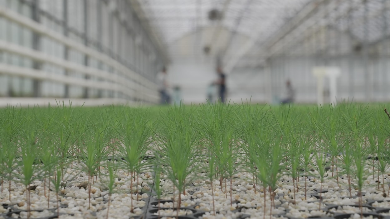 Ottawa octroie 24,5 M$ pour planter plus de 5 millions d’arbres