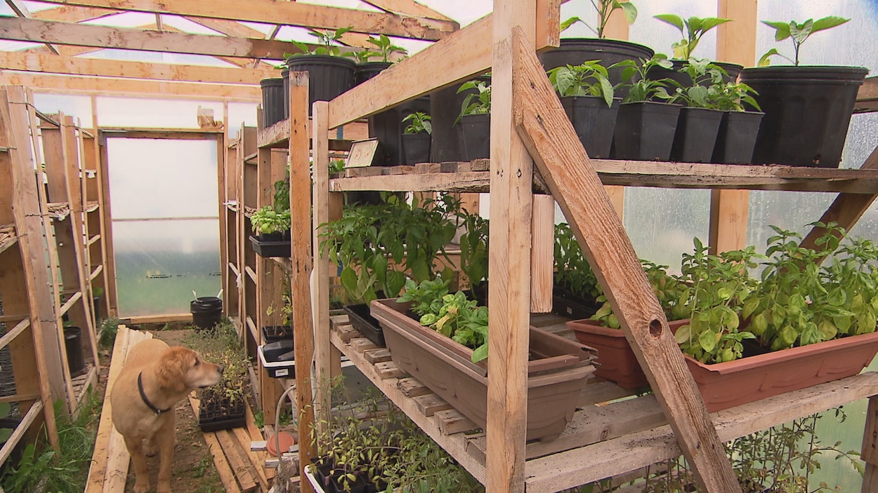 plants et semis dans une serre avec un chien golden