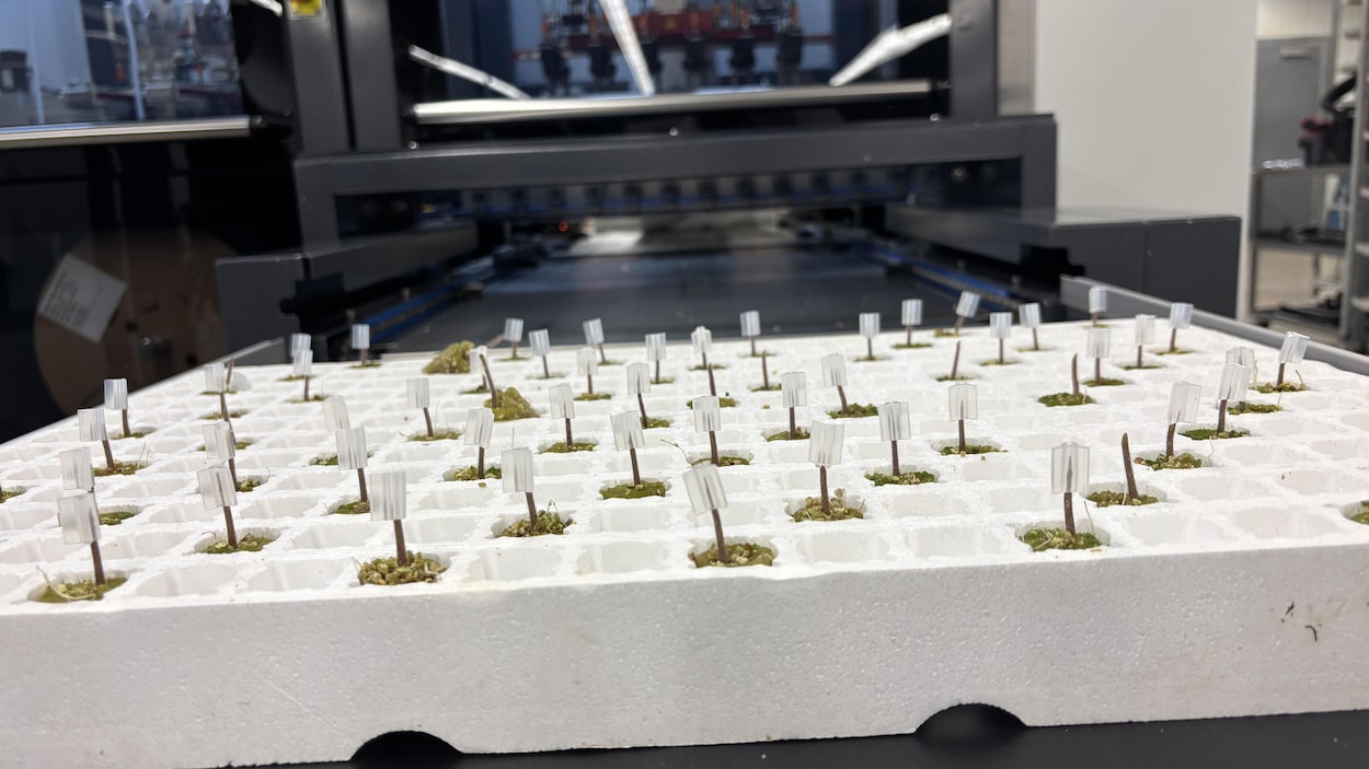 Des robots utilisés en serres pour greffer les plants de tomates