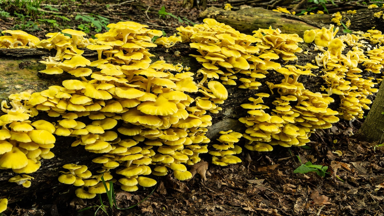 Un champignon envahissant et délicieux nous arrive des États-Unis