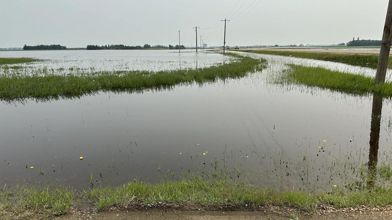 Les agriculteurs albertains composent avec la pluie et la chaleur