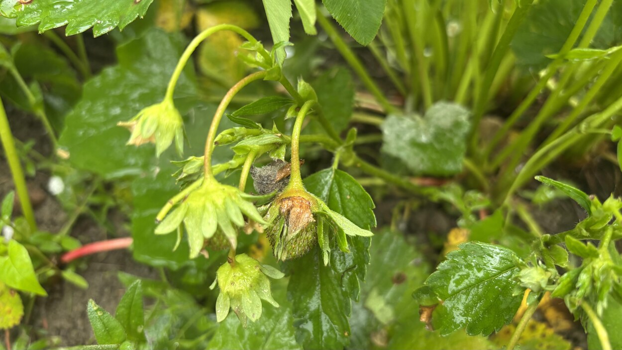 Les maraîchers durement frappés par la pluie