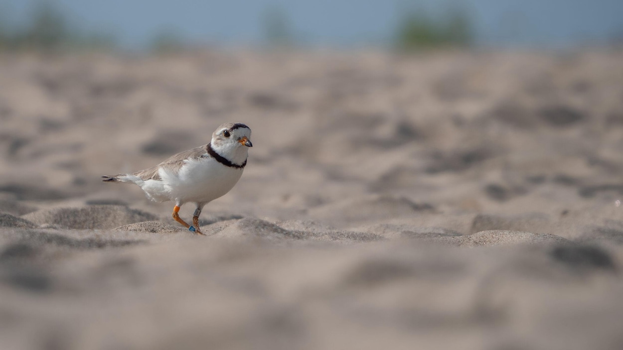 3 milliards $ sur 27 ans nécessaires pour sauver une centaine d’espèces en péril en Ontario