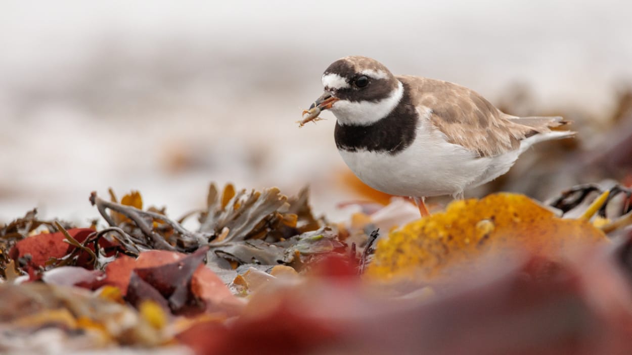Plusieurs oiseaux rares observés au Bas-Saint-Laurent en 2025