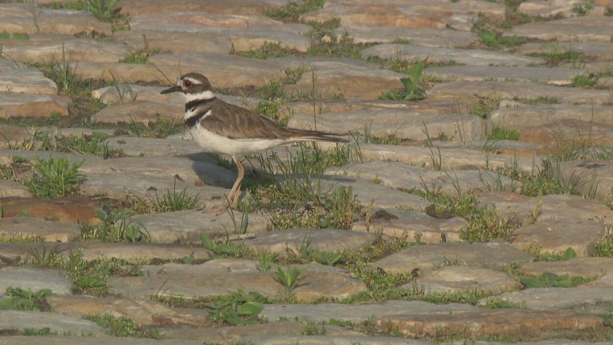 Un petit oiseau sur un chemin de pavé en pierre au-dessus de son nid Un petit oiseau sur un chemin de pavé en pierre au-dessus de son nid