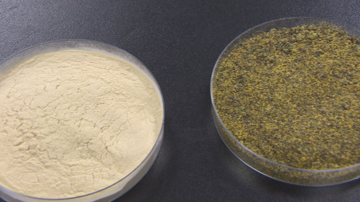 Du canola pressé et de la poudre de protéine de canola