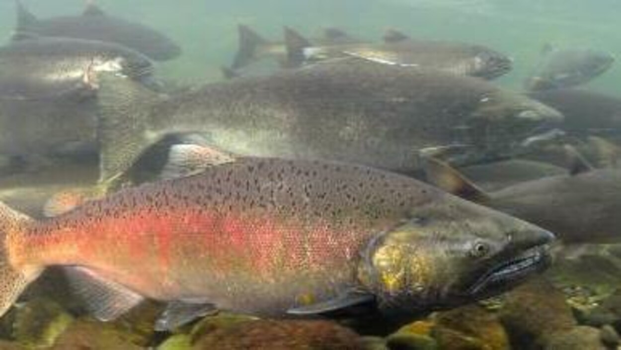 Des saumons nagent près du fond rocheux d'une rivière.
