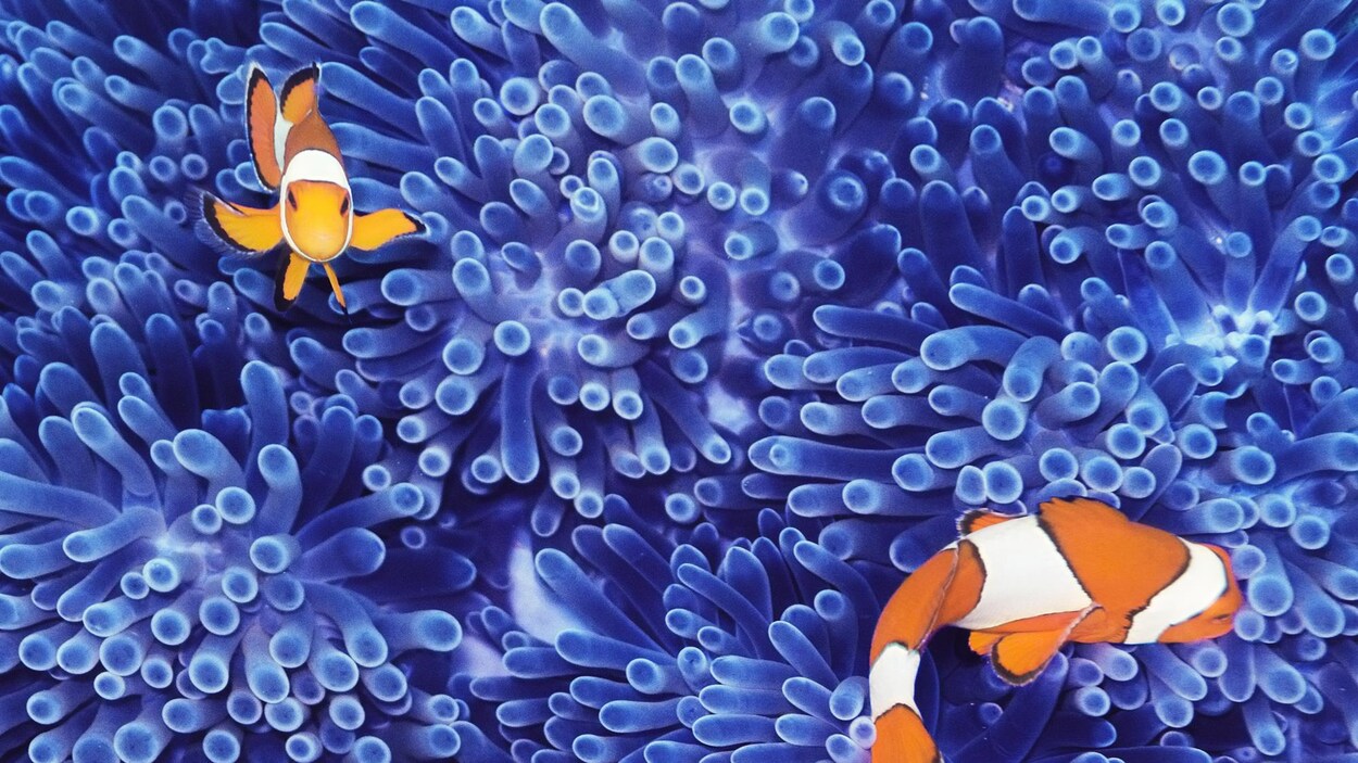 Des poissons clowns nagent au raz des algues et des coraux. Des poissons clowns nagent au raz des algues et des coraux.
