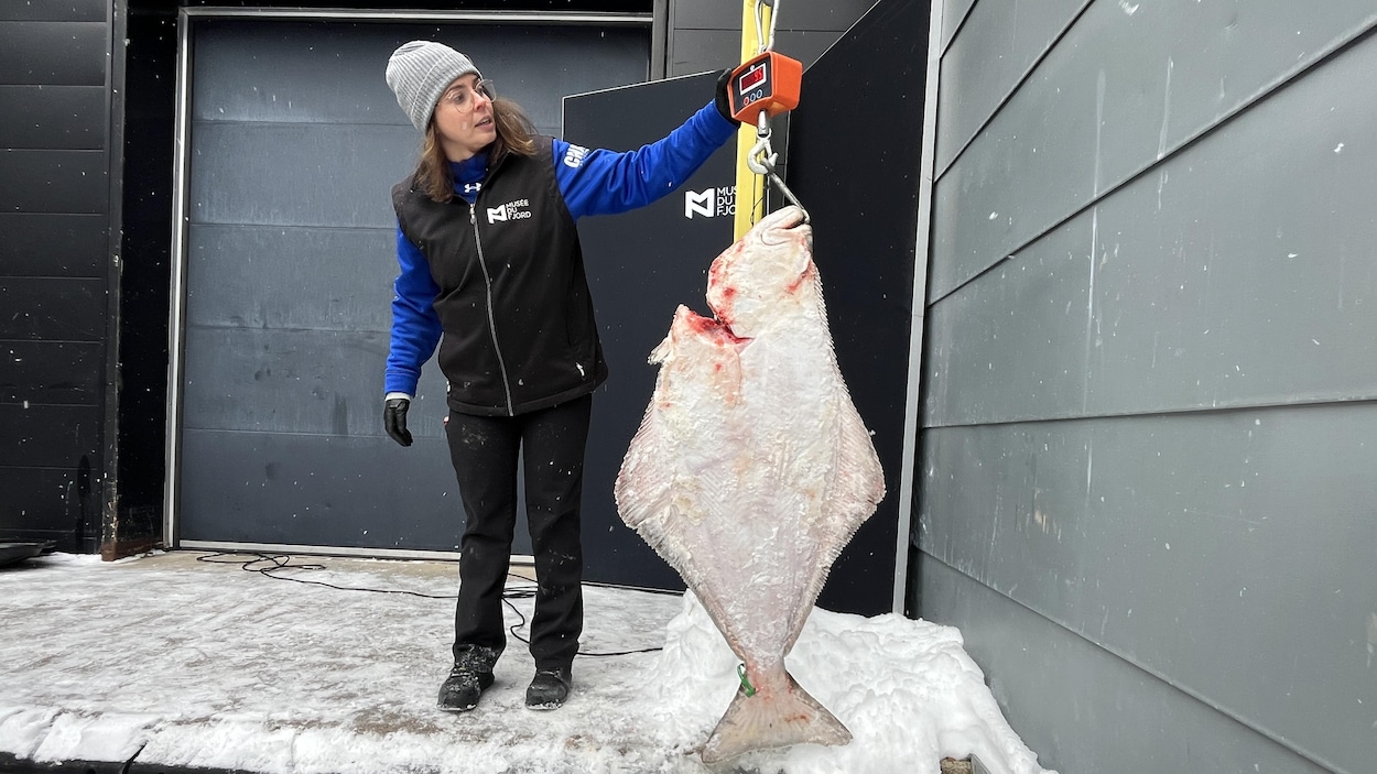 Une demande de prolongation de trois ans pour la pêche scientifique au flétan atlantique