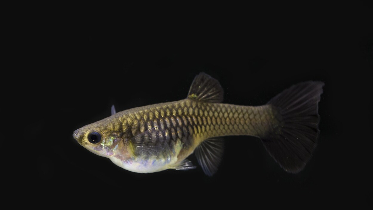 Gros plan sur un poisson guppy.