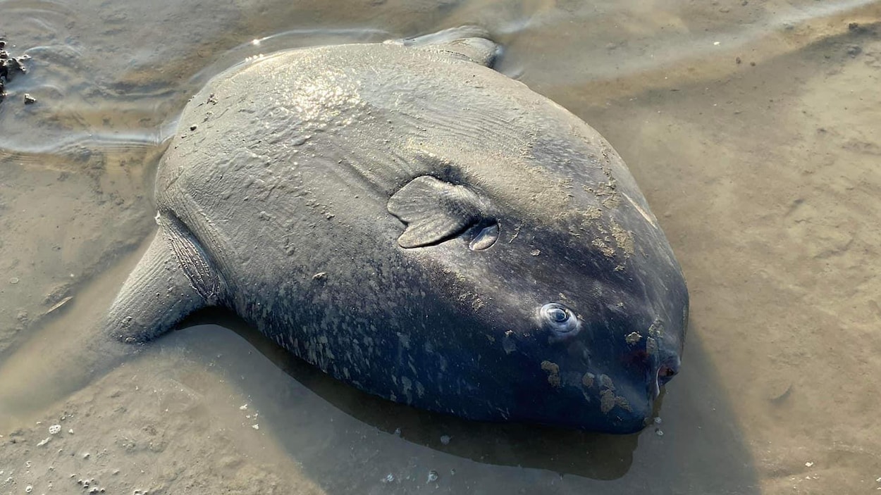 Découverte rare dans le Saguenay : un poisson-lune trouvé à  L'Anse-Saint-Jean