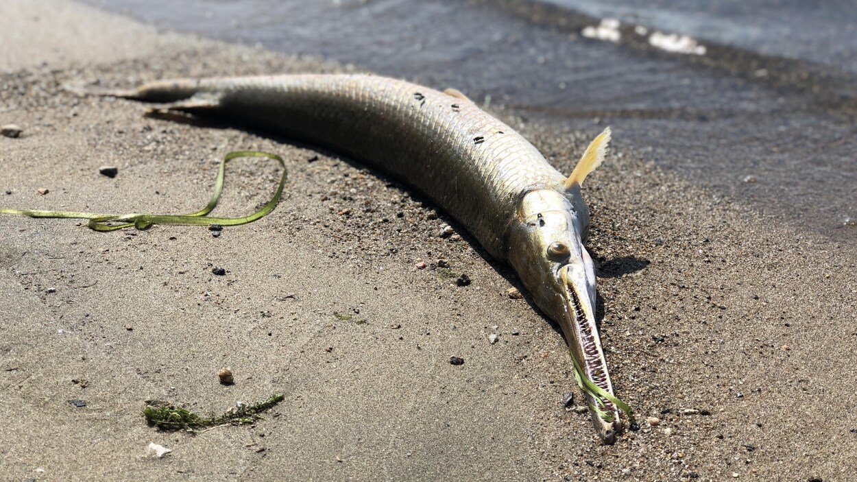 Le poisson, possédant une longue gueule parsemée de nombreuses dents fines et acérées, repose sur la berge.