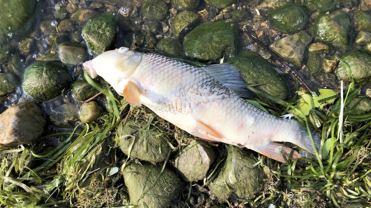 Un poisson gît sur la rive.