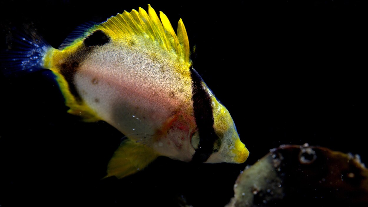 Un poisson-papillon ocellé dans l'eau.