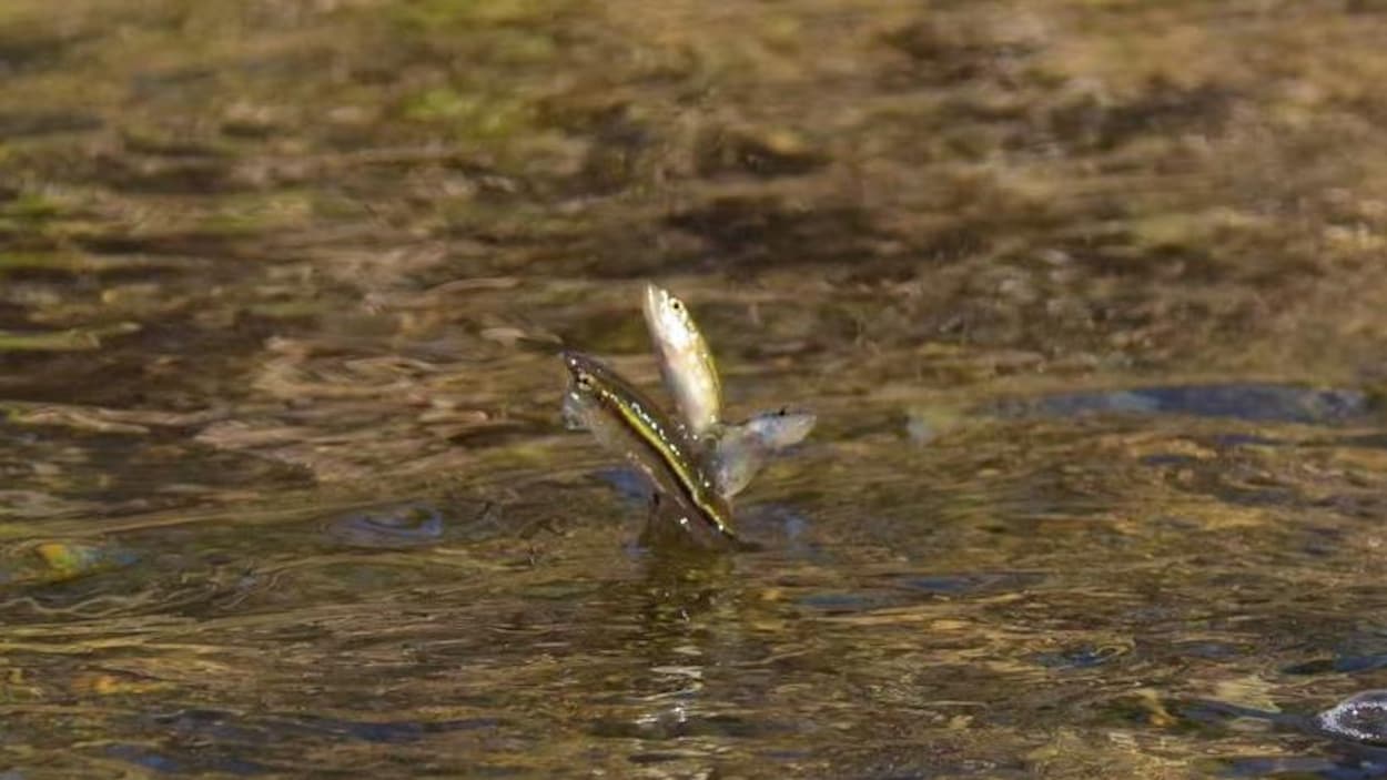 Une petite rivière en Ontario, reconnue au Canada pour ses poissons acrobatiques