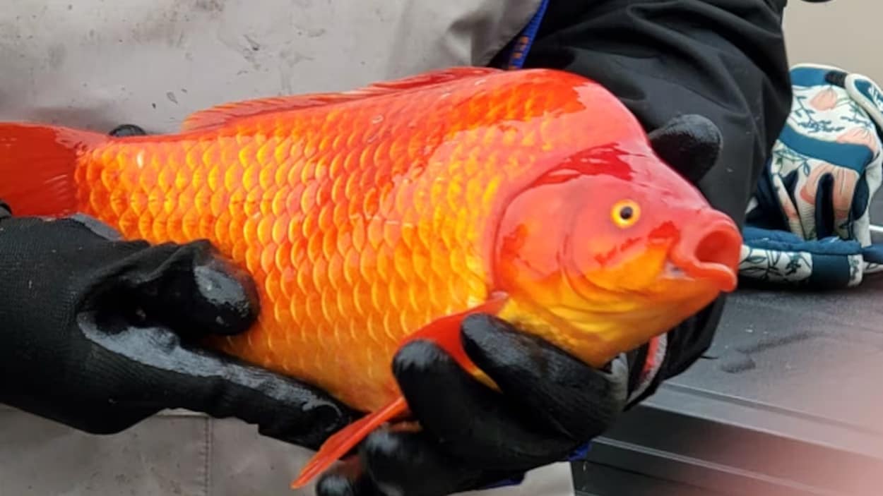 Les poissons rouges menacent les écosystèmes aquatiques en Alberta