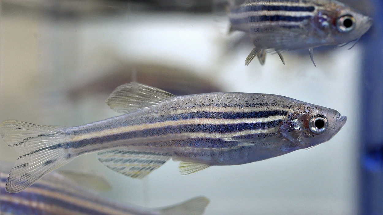 Trois poissons-zèbres dans l'aquarium d'un laboratoire de recherche.