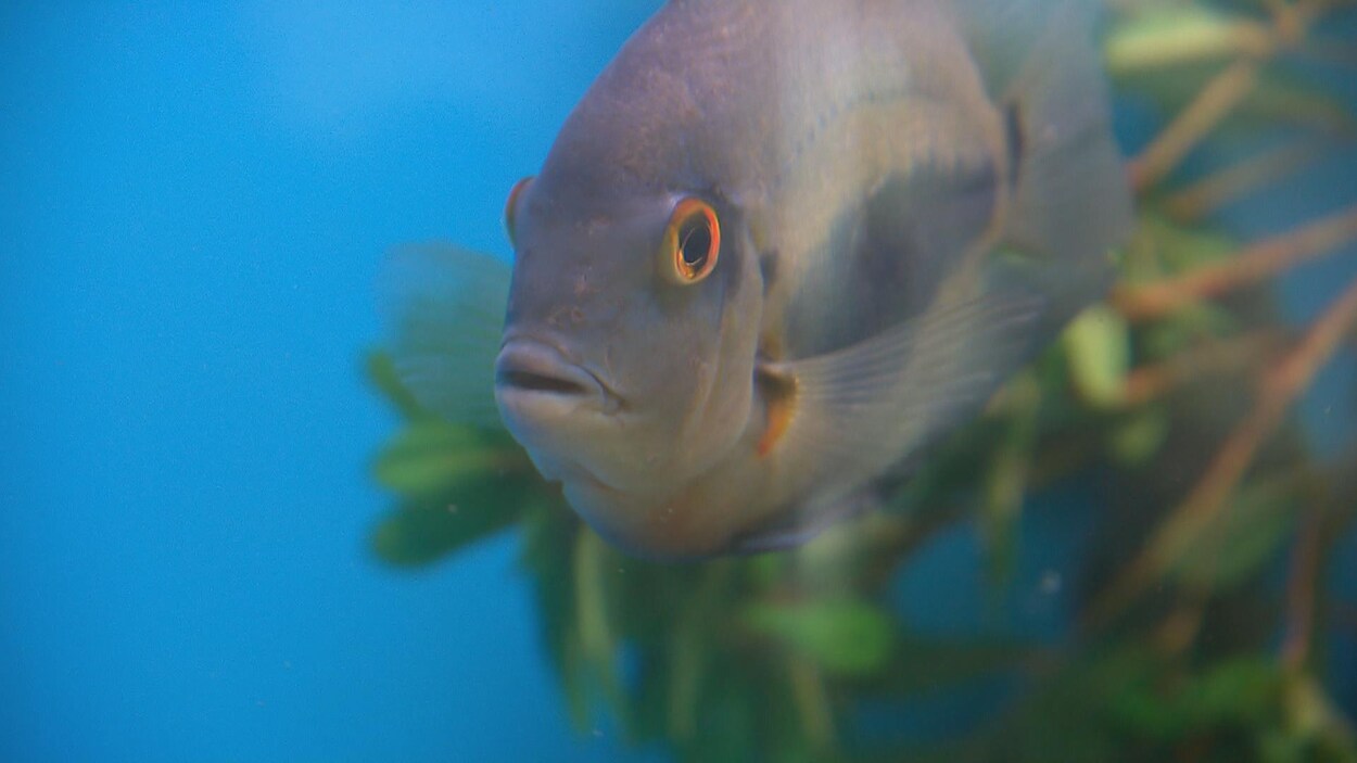 Les Nouveaux Poissons Exotiques Sont Arrivés à Laquarium De