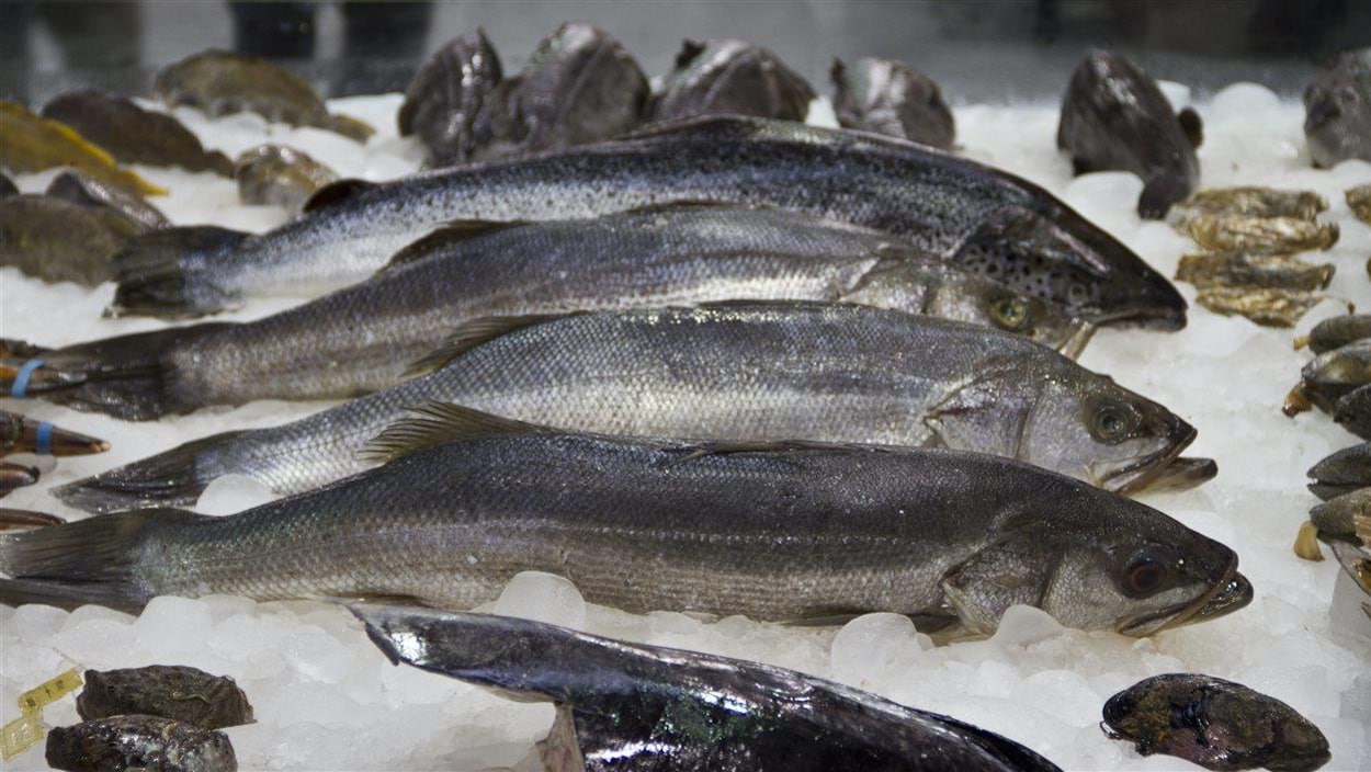 Poissons et mollusques sur glace Poissons et mollusques sur glace