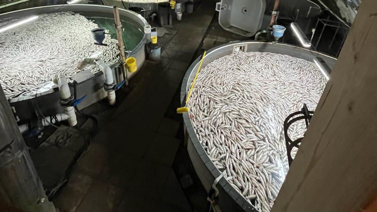 Des centaines de poissons morts flottent à la surface de l'eau des cuves de pisciculture.