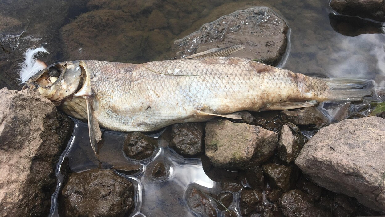 Poisson mort.