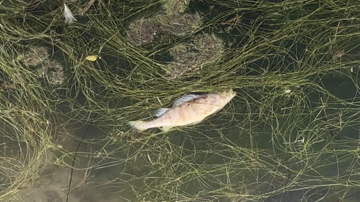 Un poisson mort flotte sur de l'eau où plusieurs algues ont remonté à la surface.