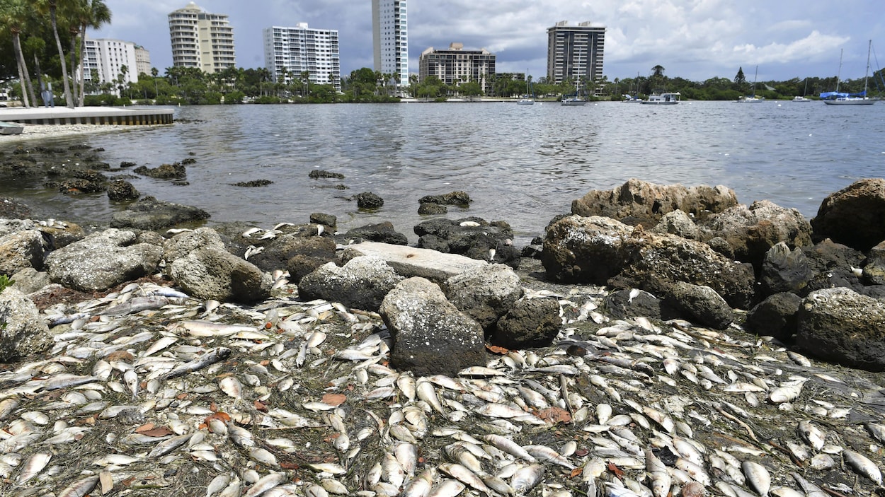 Des morts viennent s'échouer le long des côtés de la ville de Sarasota, en Floride.