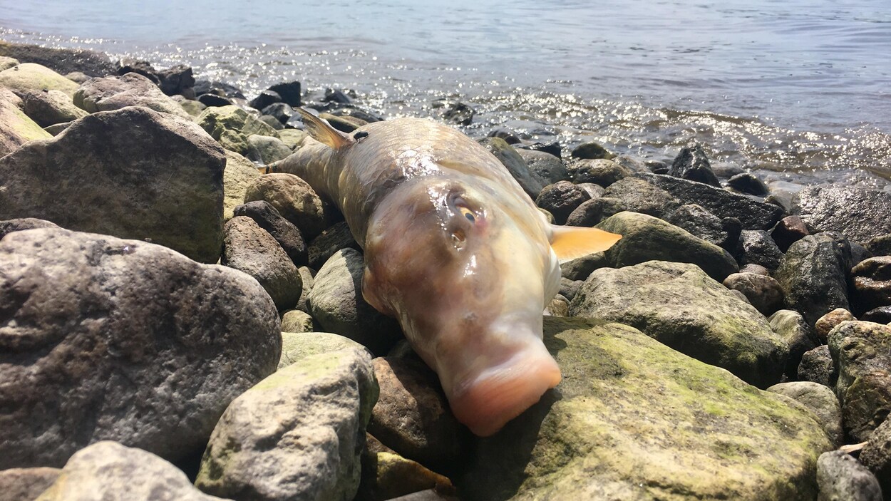 Un poisson mort sur des roches.