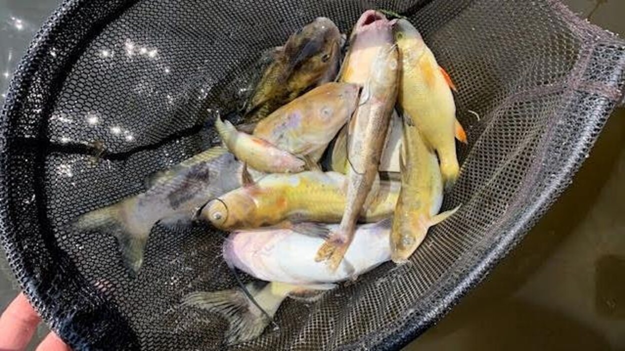 Un filet de pêche contient de nombreux poissons morts.