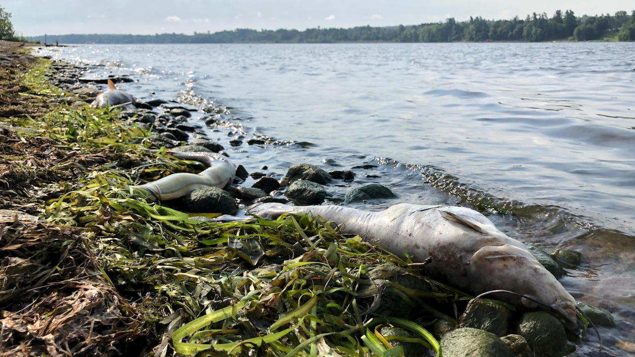 Des poissons gisent sur la rive.