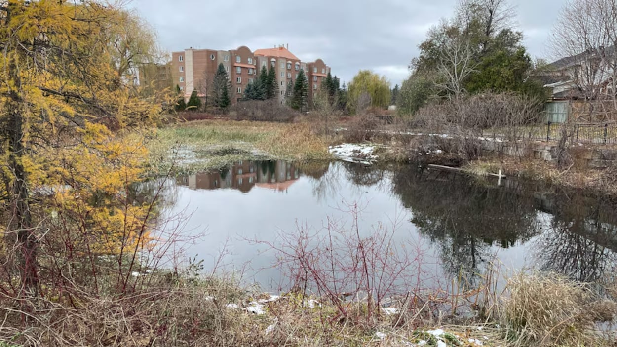 Ottawa va euthanasier des poissons rouges sauvages trop nombreux dans un étang